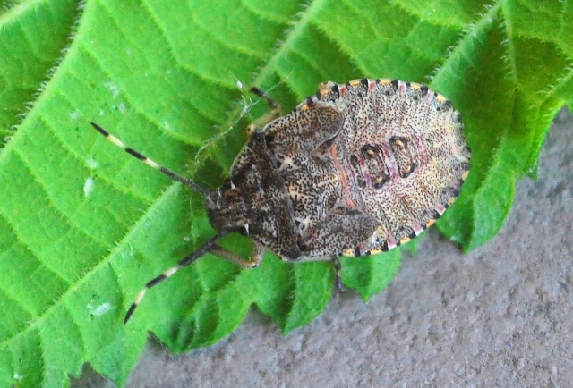 Pentatomidae: Arma custos dell''Emilia